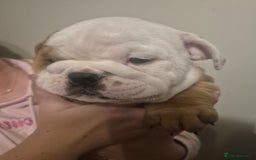 English Bulldog dogs for sale: English Bulldog Puppies  - Image 13