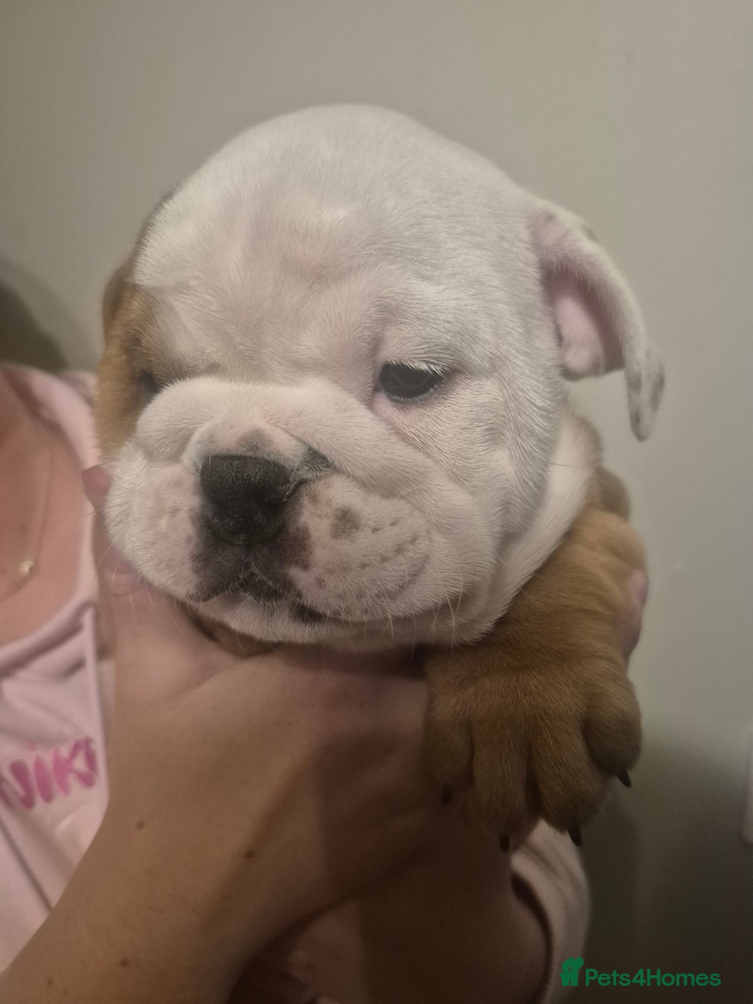 English Bulldog dogs for sale: English Bulldog Puppies  - Image 13