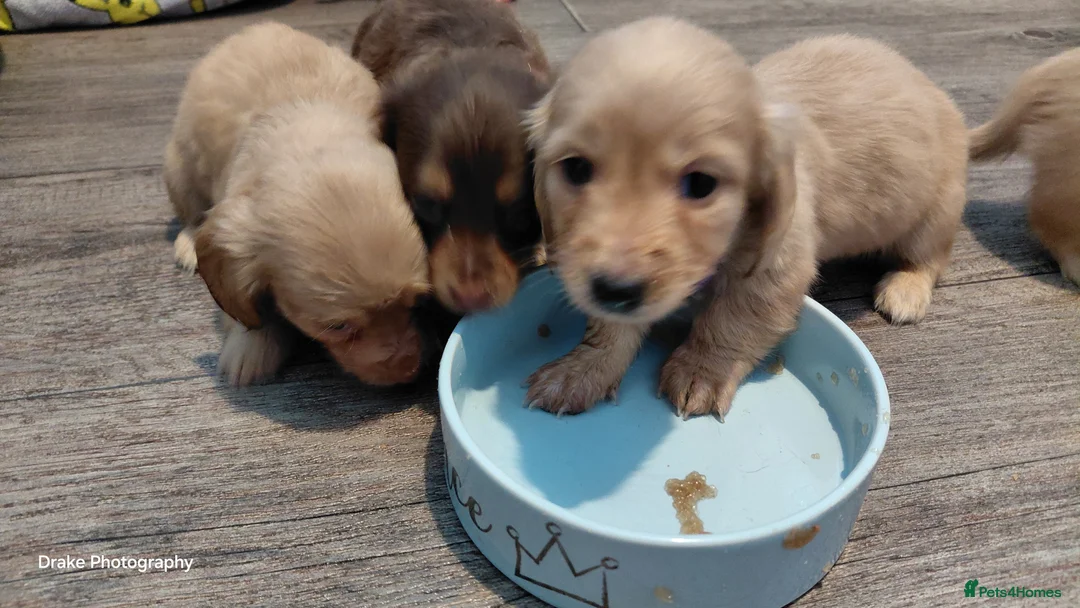 Miniature Dachshund dogs for sale: KC Reg. Longhaired Full Cream Mini Dachshunds 💛🐾 - Advert 13