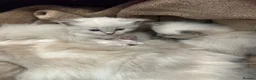 Ragdoll cats for sale: Ragdoll kittens  in Edinburgh - Advert 23