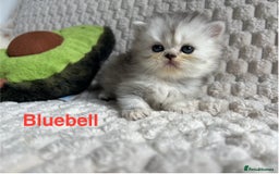 Persian cats for sale: 4 Beautiful Pure Persian Kittens PKD Neg - Image 3