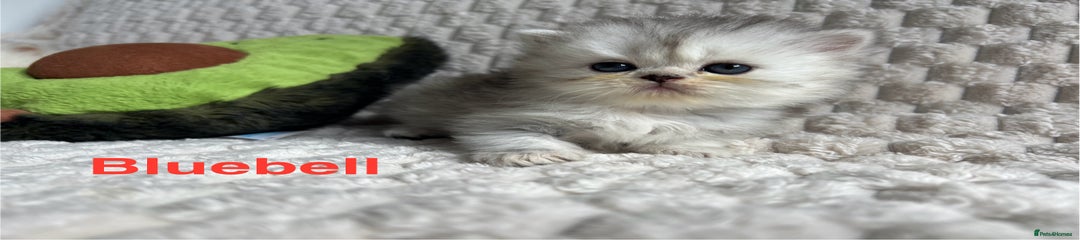 Persian Kitten 4