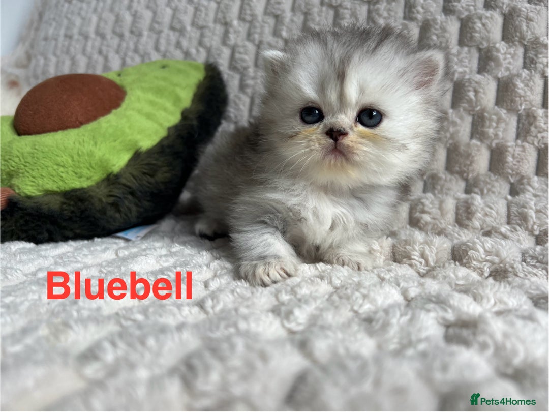 Persian cats for sale: 4 Beautiful Pure Persian Kittens PKD Neg - Image 3
