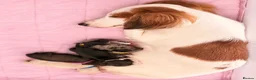 Miniature Dachshund dogs for sale: KC Reg Longhaired Miniature Dachshunds  in Johnstone - Advert 2