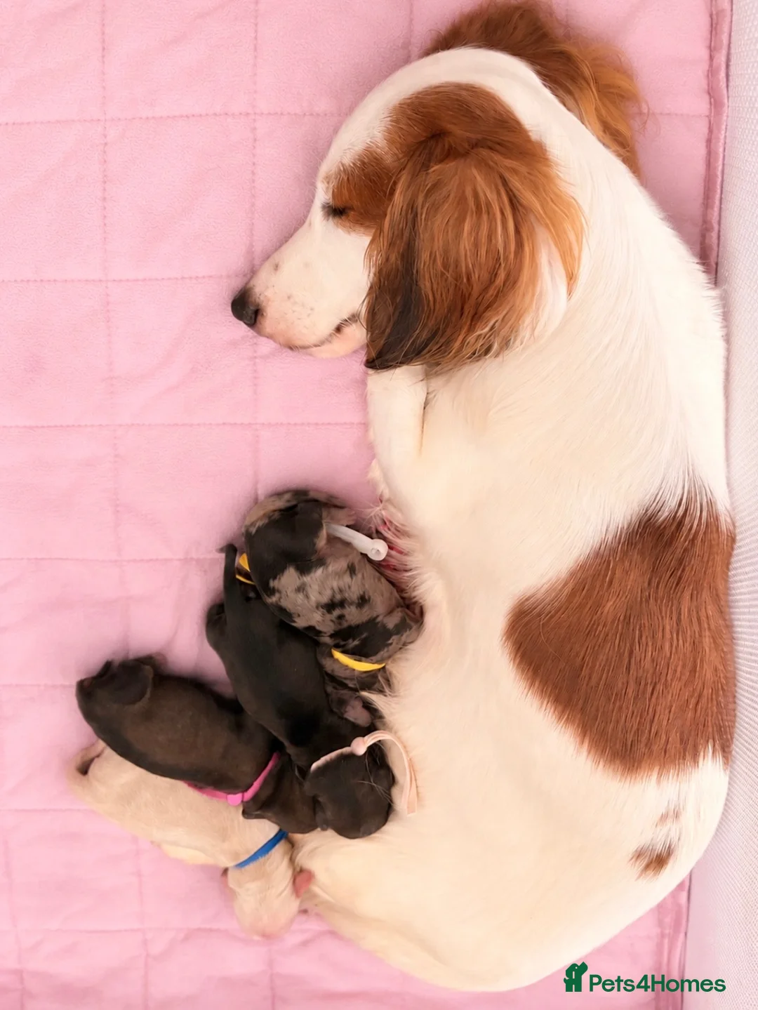 Miniature Dachshund dogs for sale: KC Reg Longhaired Miniature Dachshunds  in Johnstone - Advert 2