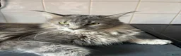 Maine Coon cats for sale: 🐾 TICA Registered Maine Coon Kittens 🐾 - Advert 10