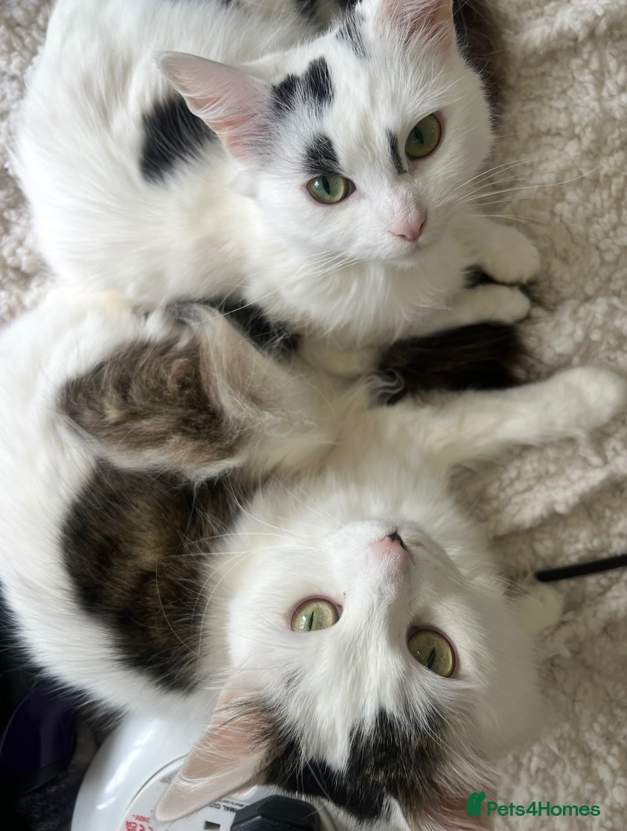 British Longhair cats Mother and daughter looking for forever home  - Advert 4