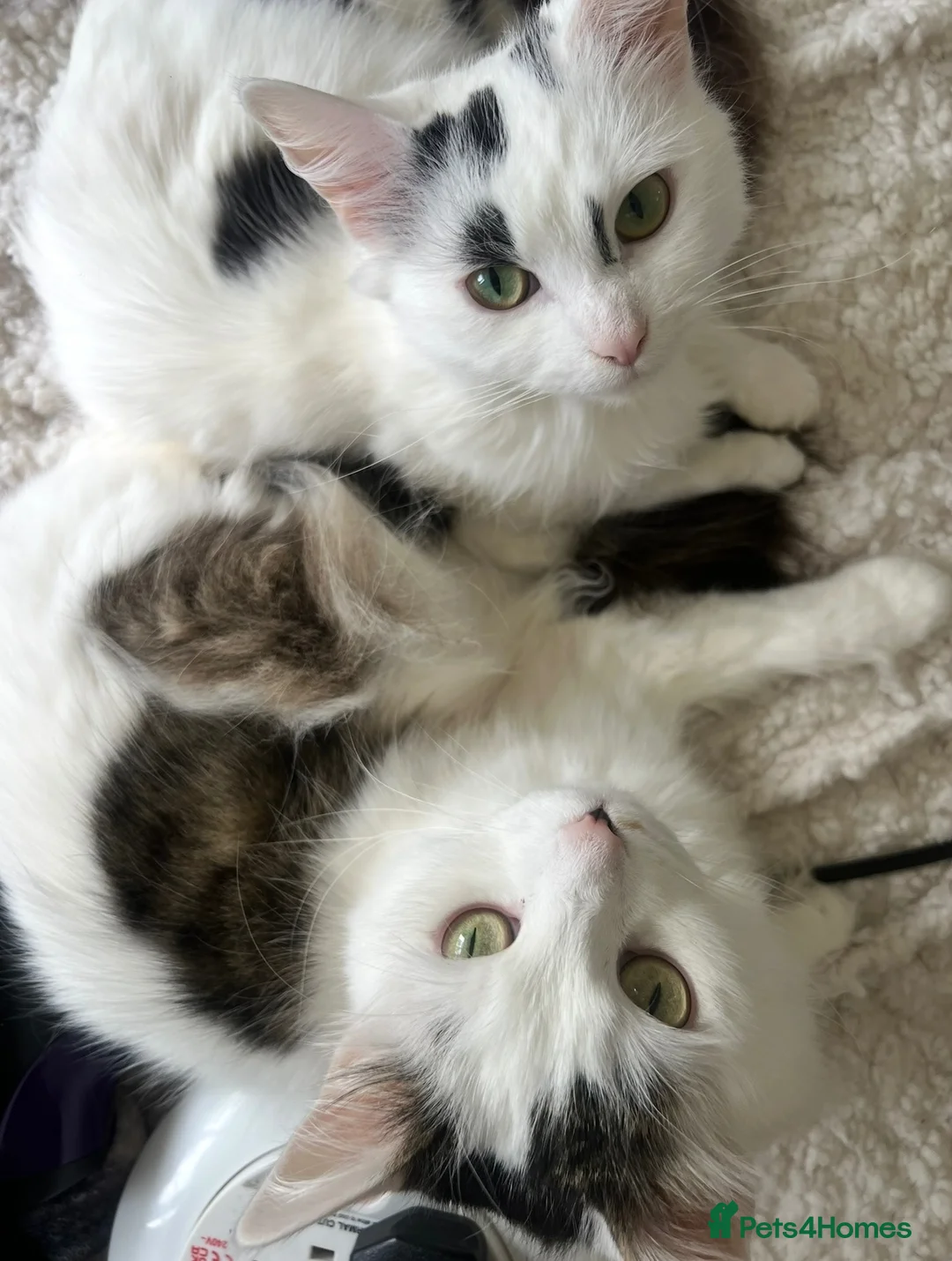 British Longhair cats for sale: Mother and daughter looking for forever home  - Advert 1