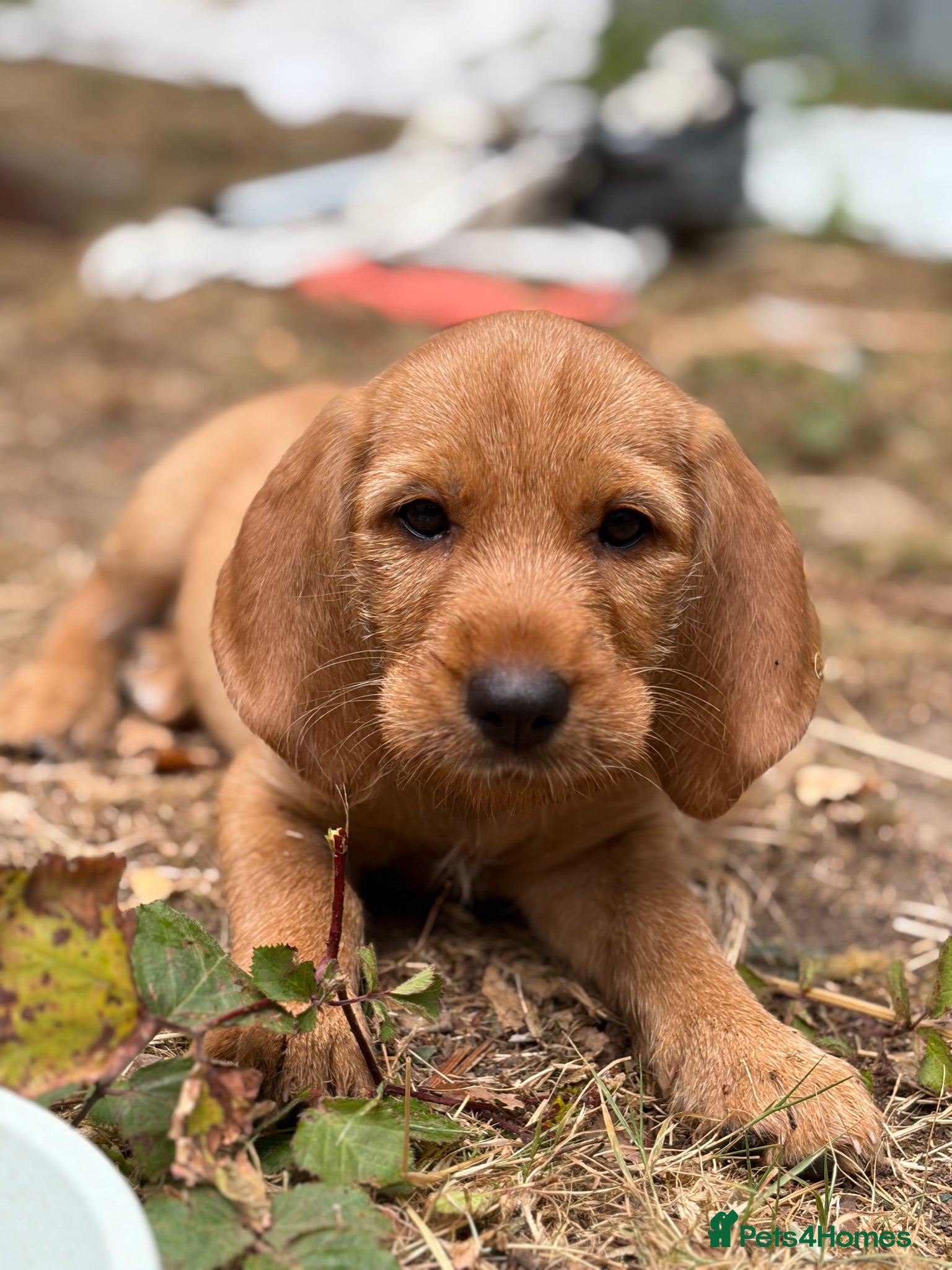 Mixed Breed dogs Two girl pups, basset Fauve de Bretagne  - Advert 3
