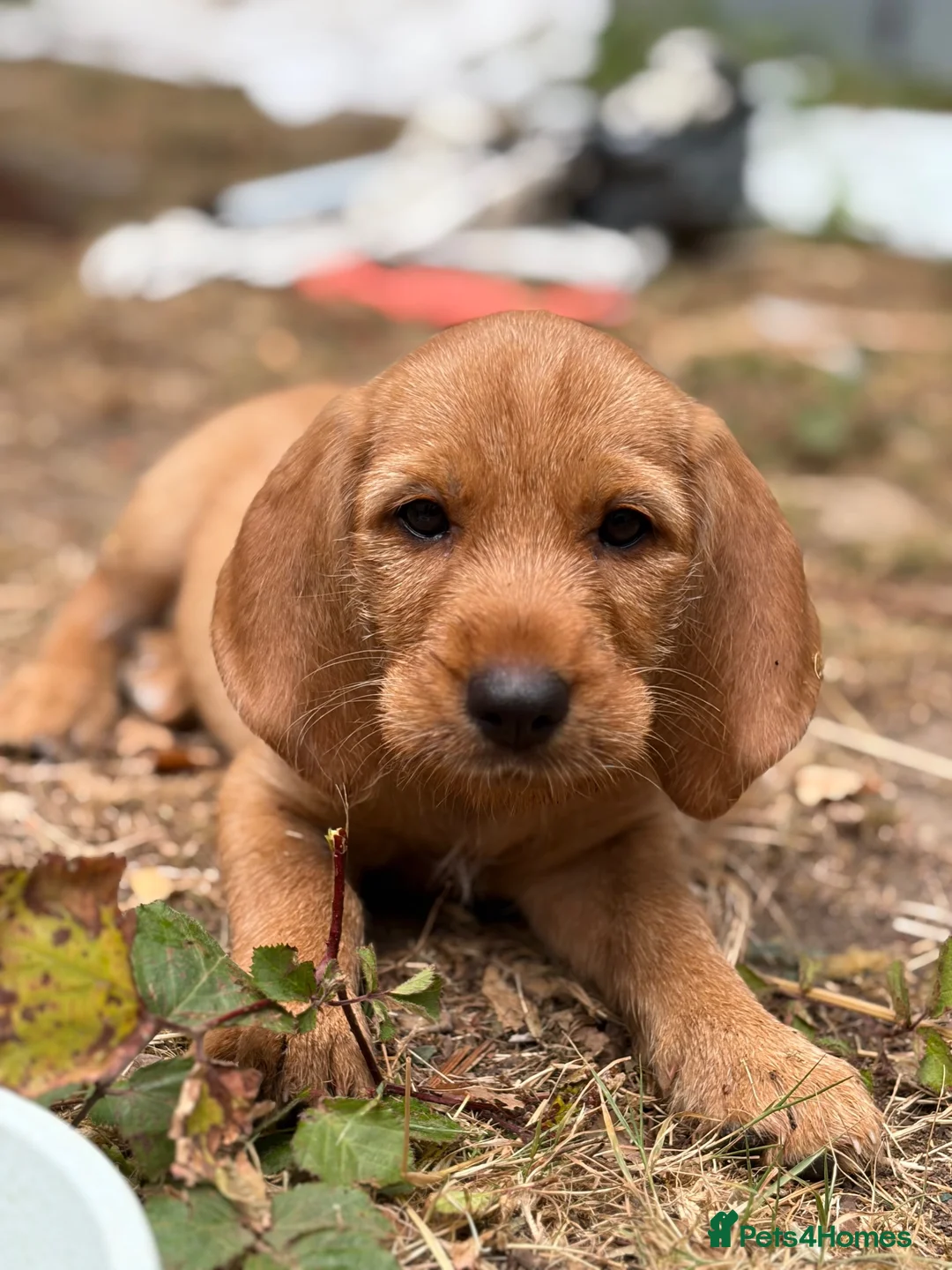 Mixed Breed dogs for sale: Two girl pups, basset Fauve de Bretagne  - Advert 1
