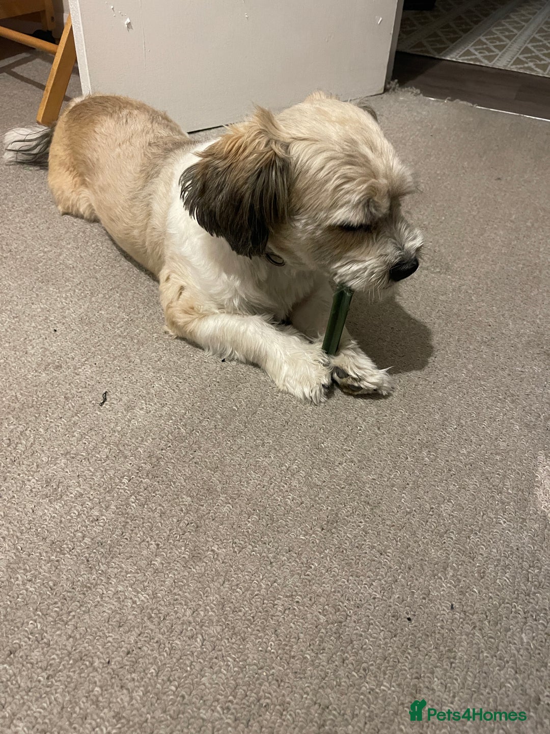 Mixed Breed dogs for sale: Poofy - Image 3