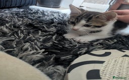 Mixed Breed cats for sale: Kitten male 11 weeks old  - Image 4