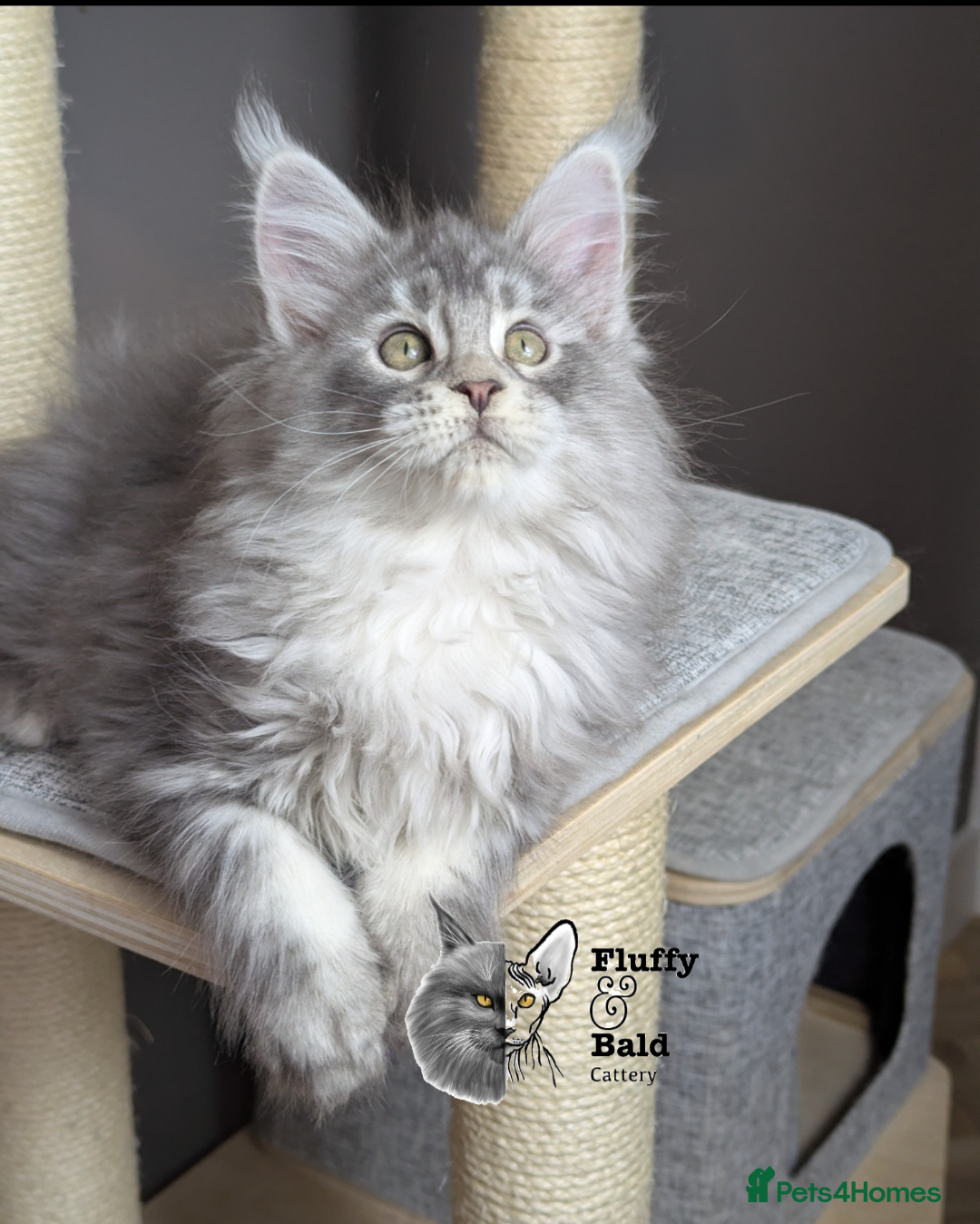 Maine Coon cats for sale: Outstanding siblings Russian bloodline  - Advert 3