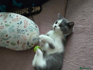 British Shorthair cats - Advert 1