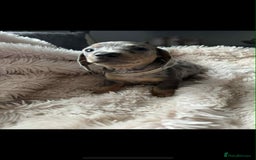 Dachshund dogs for sale: Kc reg miniature dachshund puppies - Image 6