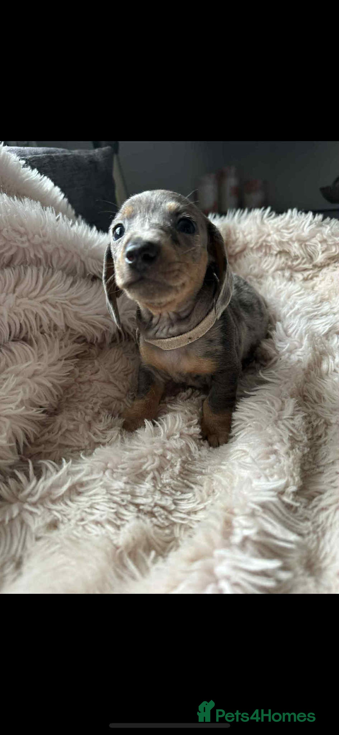 Dachshund dogs for sale: Kc reg miniature dachshund puppies - Image 6