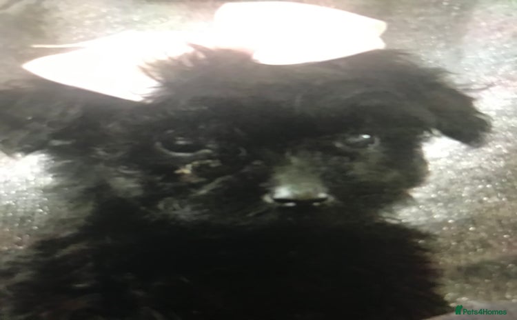 Jackapoo dogs - Advert 2