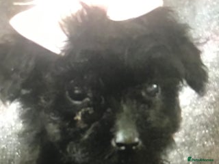 Jackapoo dogs - Advert 2