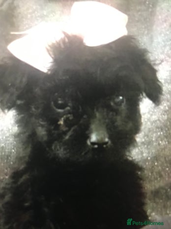 Jackapoo dogs - Advert 16