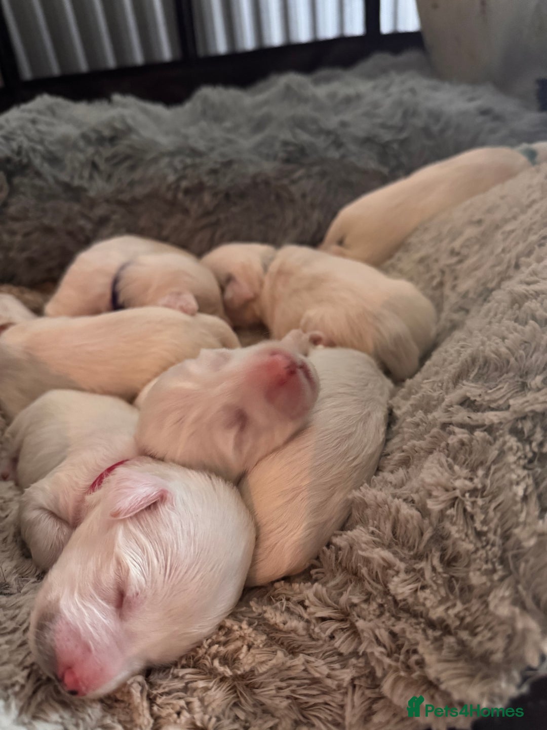 Tibetan Terrier dogs for sale: Tibetan Terrier puppies for sale - Advert 3