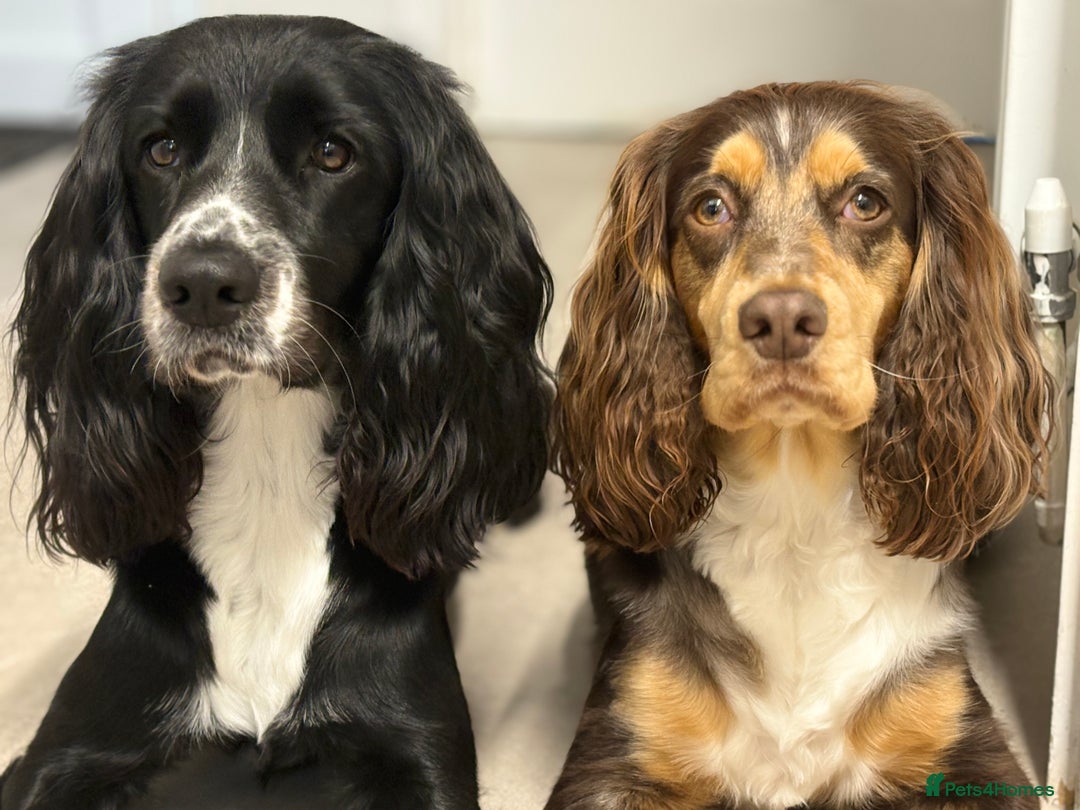Sprocker dogs for sale: Stunning Sprocker pups  - Advert 5
