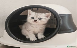 British Shorthair cats for sale: BRITISH SHORTHAIR CHAMPION BLOODLINE - Image 5