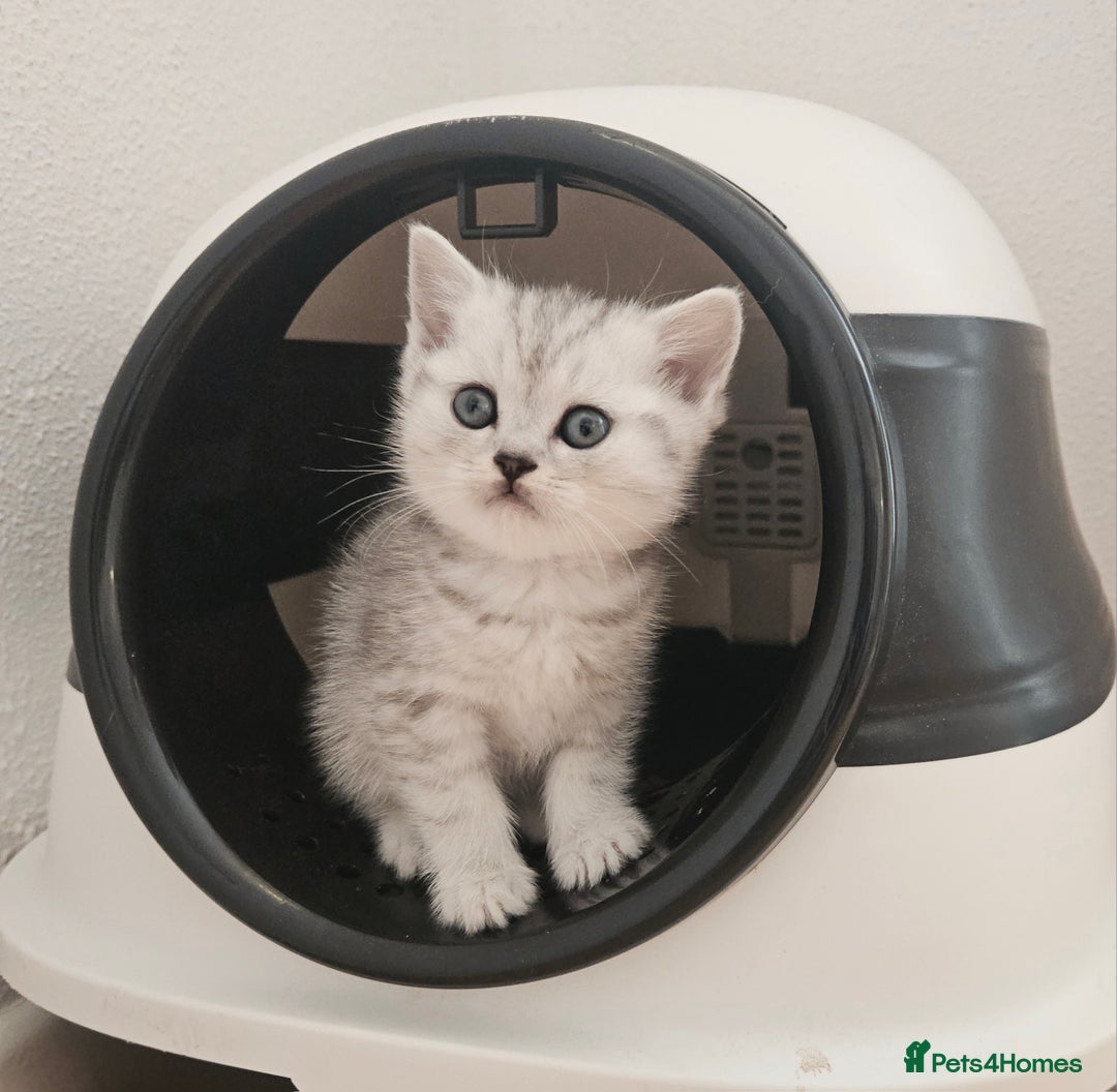 British Shorthair cats for sale: BRITISH SHORTHAIR CHAMPION BLOODLINE - Image 5