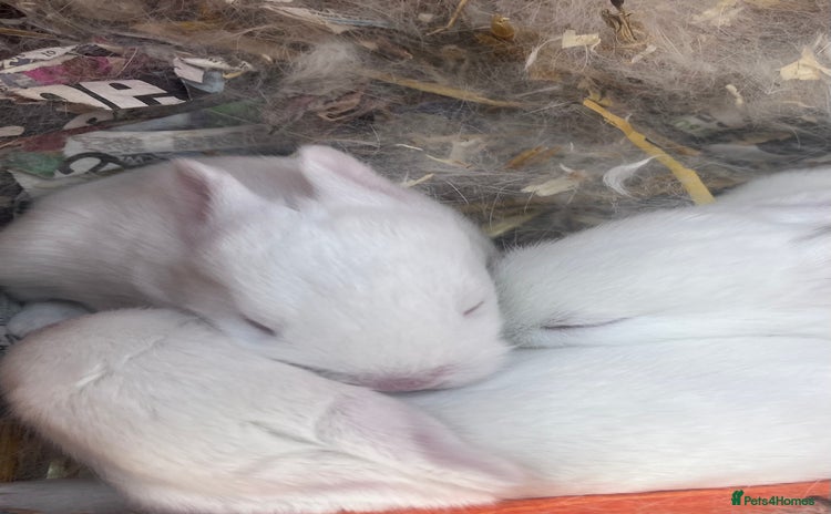 Mixed Breed rabbits - Advert 1