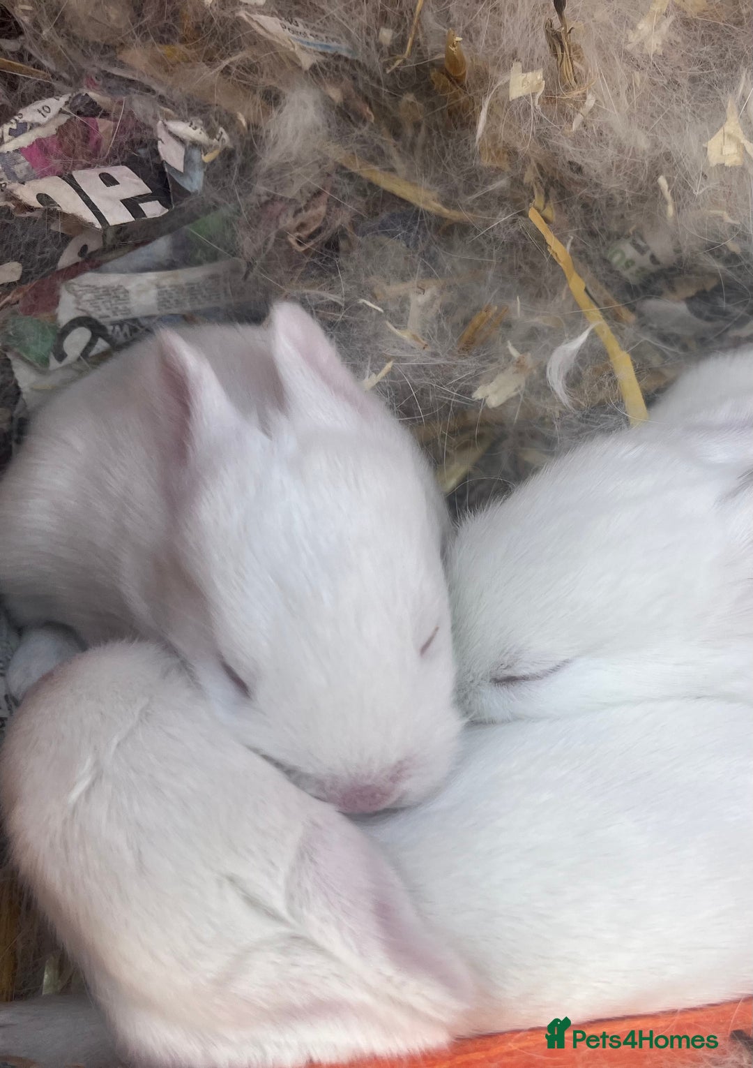 Mixed Breed rabbits for sale: Baby bunnies.  Dwarf x New Zealand - Image 1