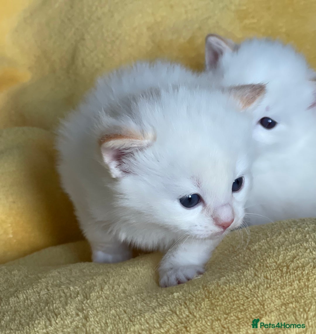 Ragdoll cats for sale: DoB:18/7/25& 14/11/25 Ragdoll Kittens Purebred - Advert 13