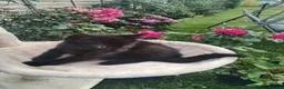 Mixed Breed cats for sale: Black kittens  - Advert 5