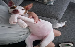 American Bulldog dogs for sale: American Bulldog Puppies - Image 2