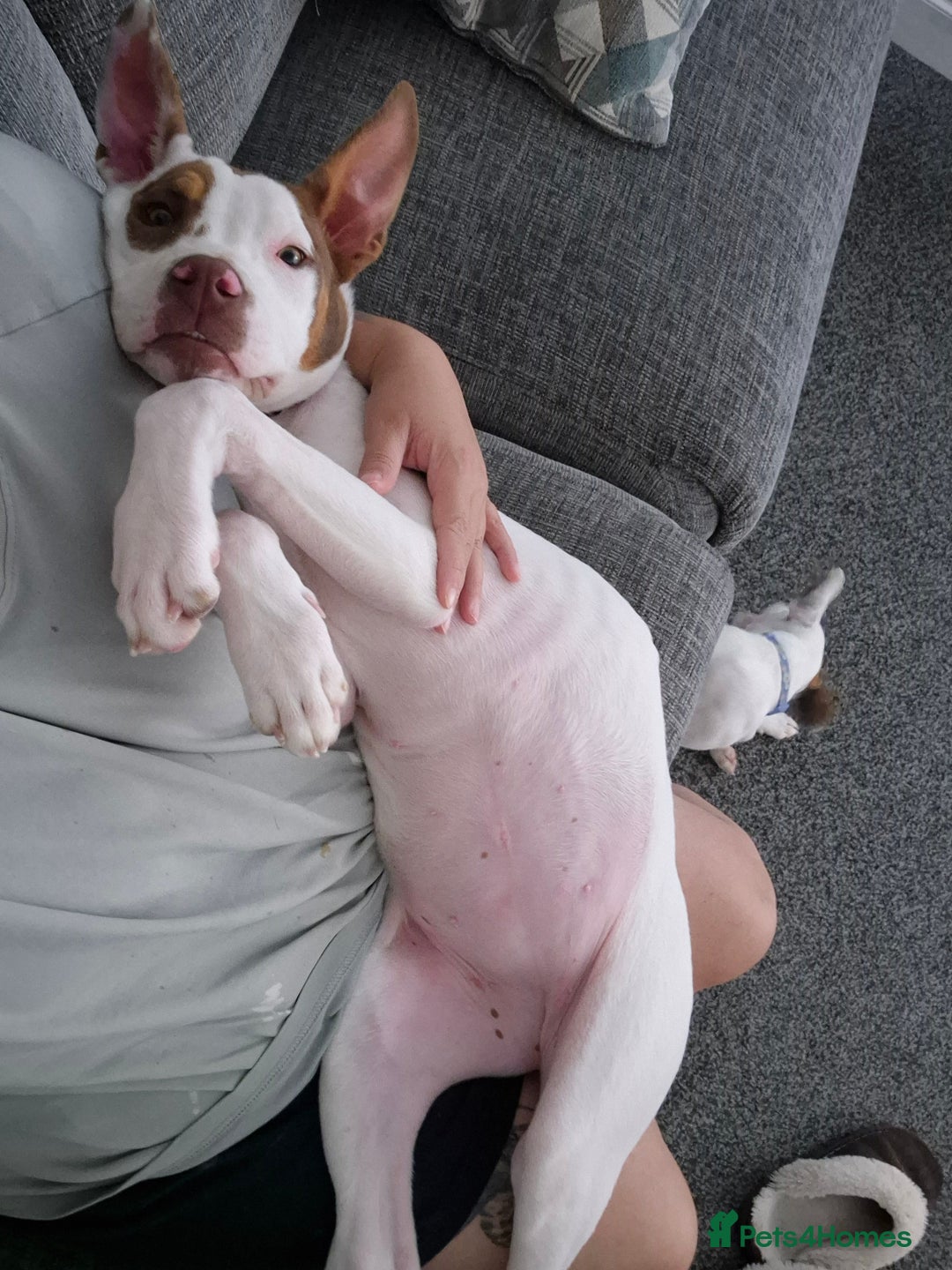 American Bulldog dogs for sale: American Bulldog Puppies - Image 2