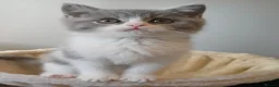 British Shorthair cats for sale: Ready to leave🐈‍⬛ - Advert 17