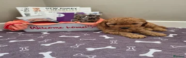 Red Cockapoo