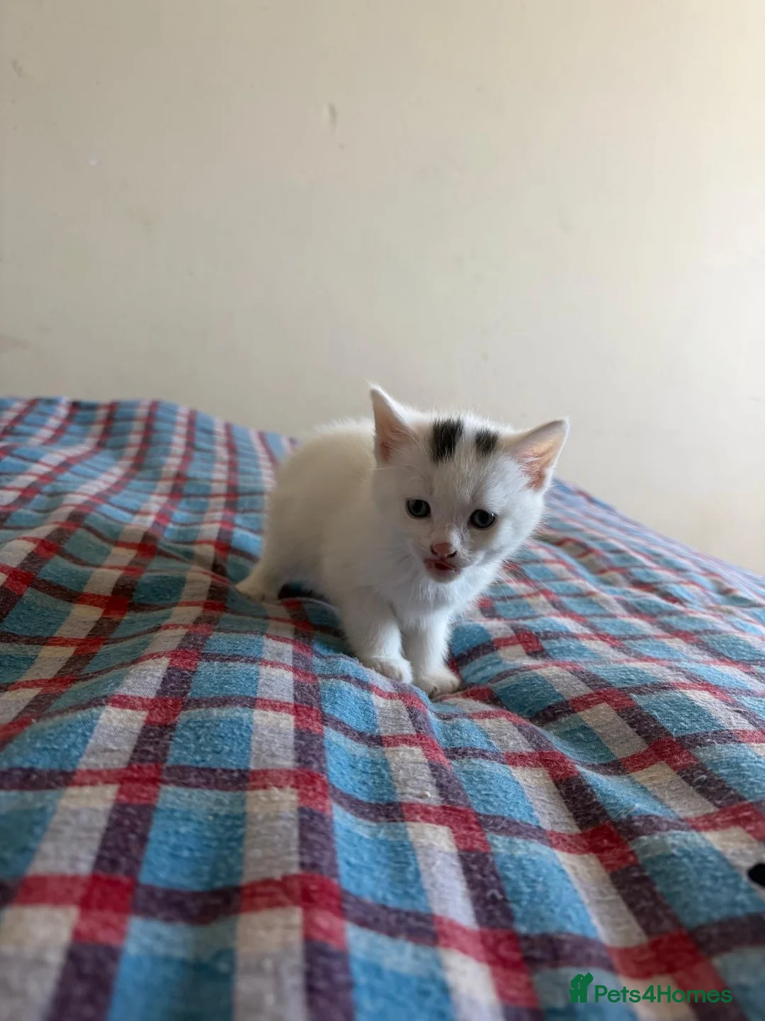 Mixed Breed cats for sale: Kittens beautiful fluffy  - Advert 1