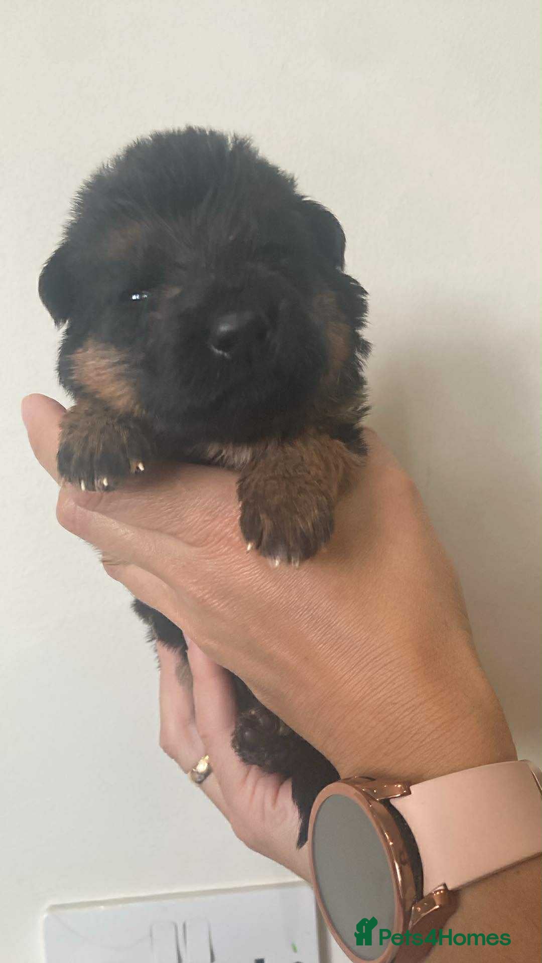 German Shepherd dogs for sale: Beautiful KC Registered German Shepherd puppies  - Image 4