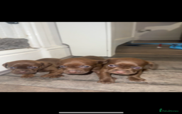 Mixed Breed dogs for sale: Beautiful Dachshund cross Boston Terrier - Image 3