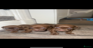 Mixed Breed dogs - Advert 9
