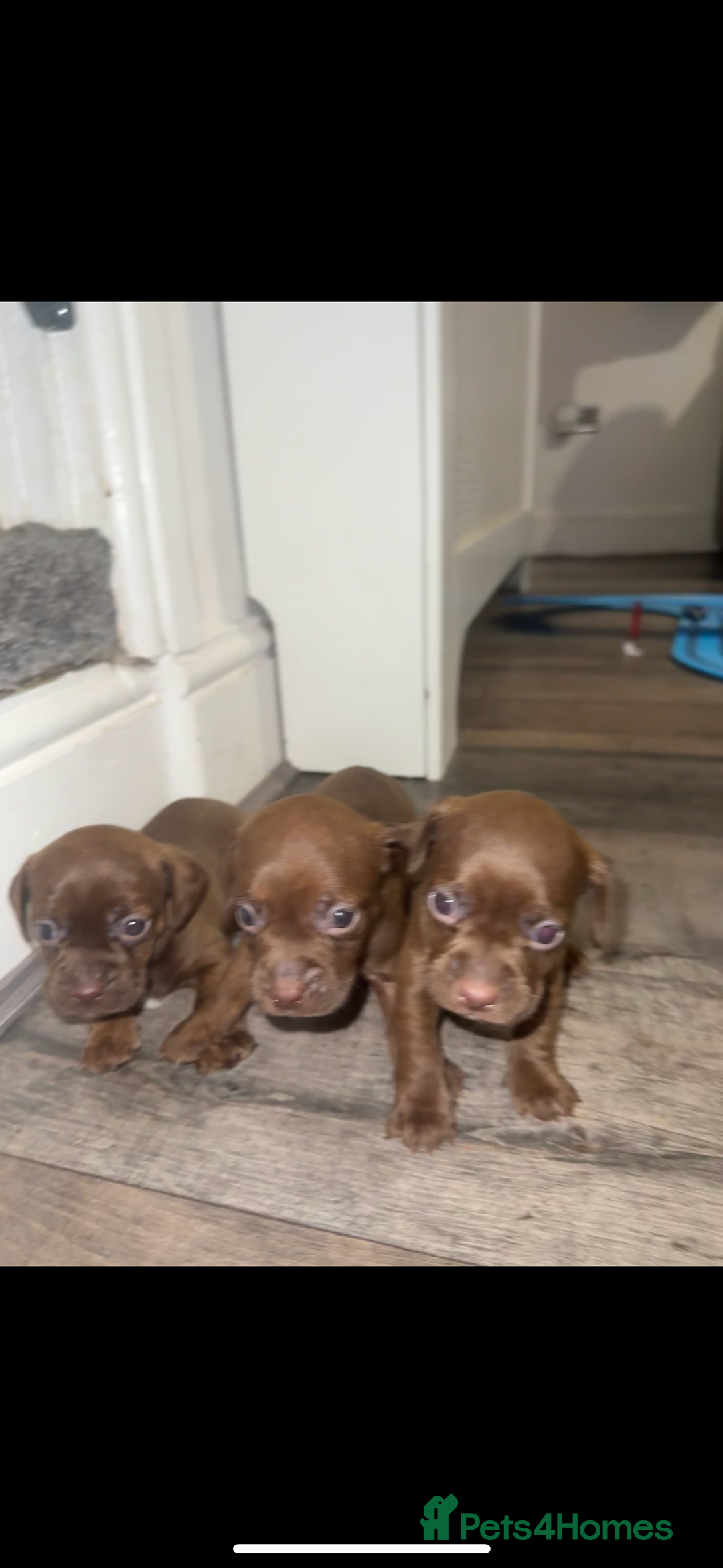Mixed Breed dogs for sale: Beautiful Dachshund cross Boston Terrier - Image 3