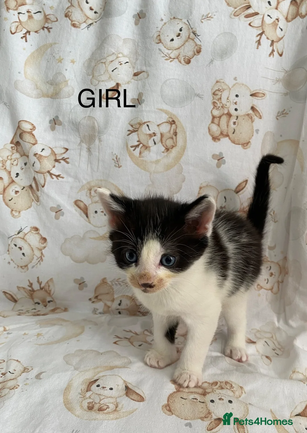 Mixed Breed cats for sale: kittens  - Advert 6