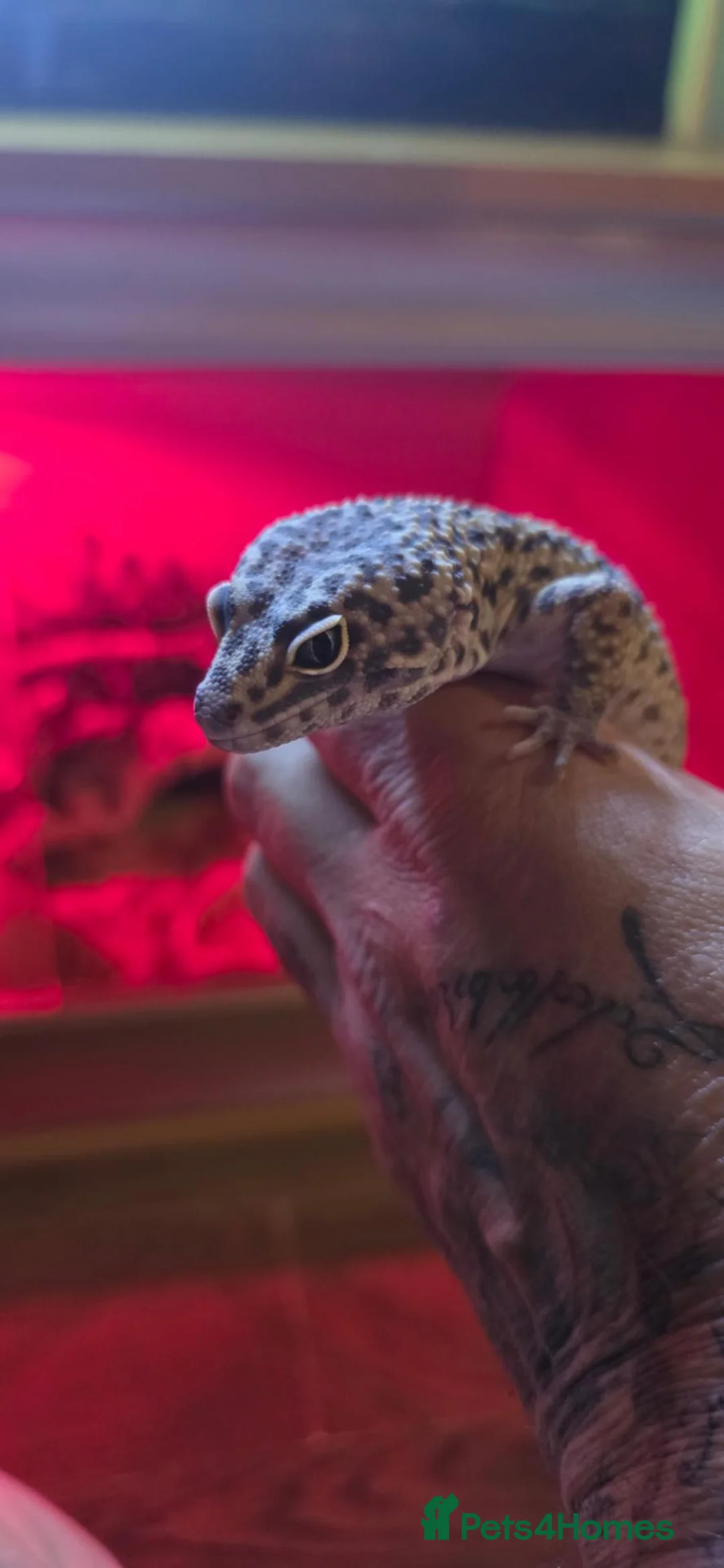 Gecko reptiles for sale: Leopard Gecko in Kidderminster - Advert 2