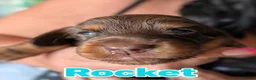 Miniature Dachshund dogs for sale: Miniature Longhaired Dachshund Puppies - Advert 12