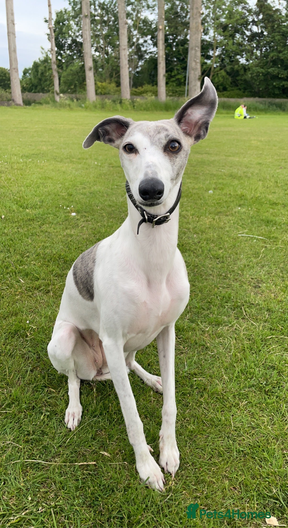 Whippet dogs whippet puppies - Advert 1