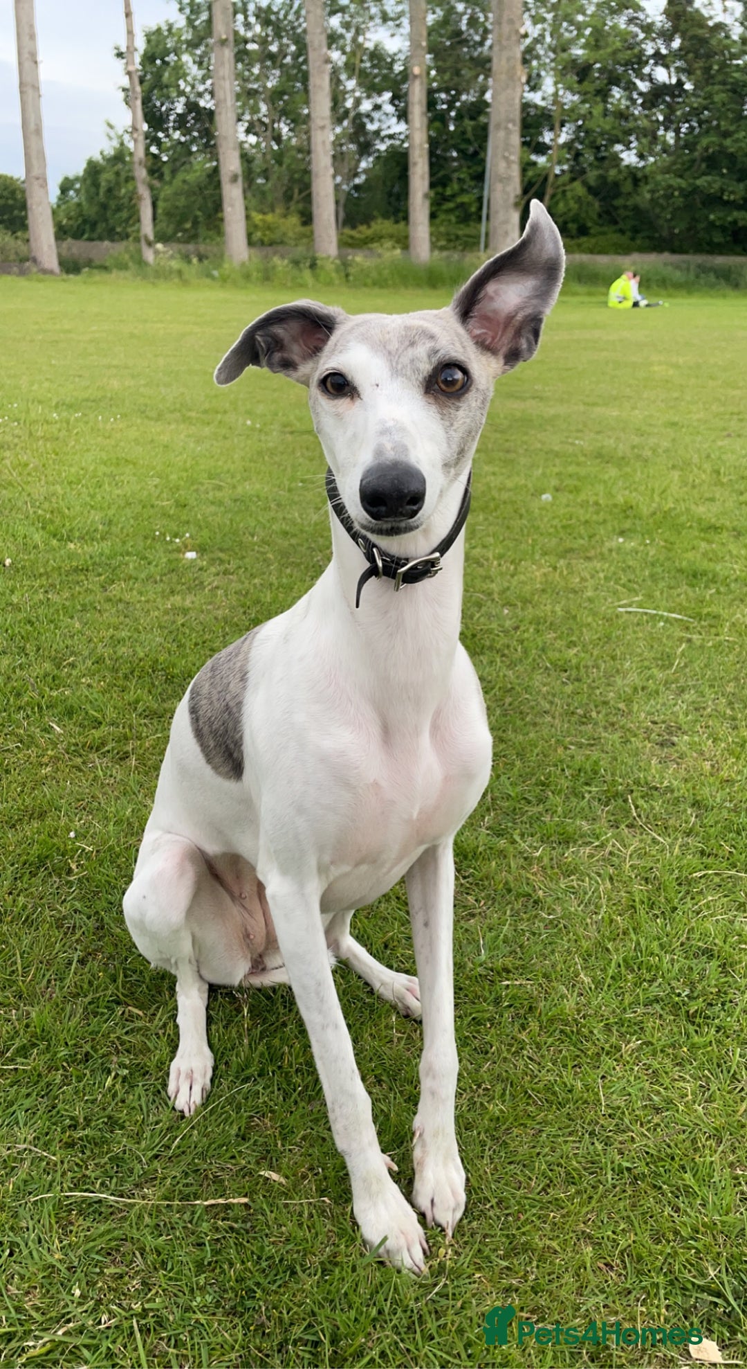 Whippet dogs for sale: whippet puppies - Advert 1