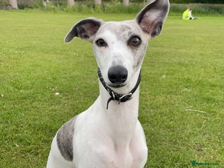 Whippet dogs whippet puppies - Advert 1