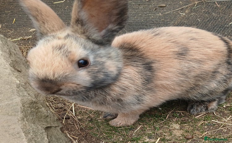 Mixed Breed rabbits - Advert 14