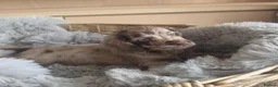 Cocker Spaniel dogs for sale: Rare coloured working type cocker spaniels! - Advert 15