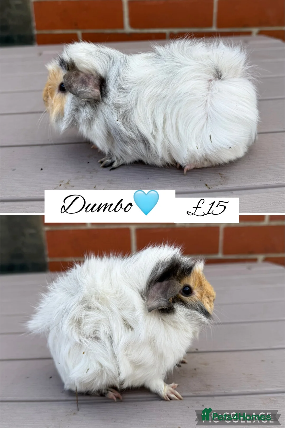 Guinea Pig rodents for sale: Pet guinea pigs  - Advert 2