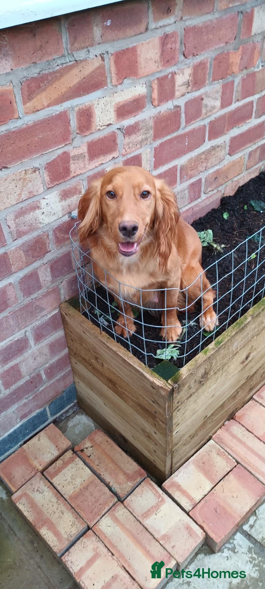 Cocker Spaniel dogs Spayed Female Cocker Spaniel For Rehoming. - Advert 14